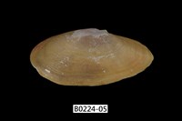 藏品(西施舌(西刀舌))的圖片